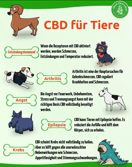 Wirkungen von CBD bei Tieren-2